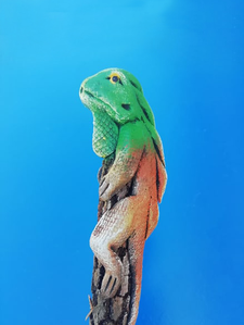 un crayon iguane vert de profil