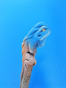 un crayon-iguane bleu de profil