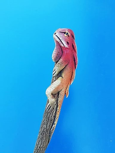 un crayon iguane rouge de profil